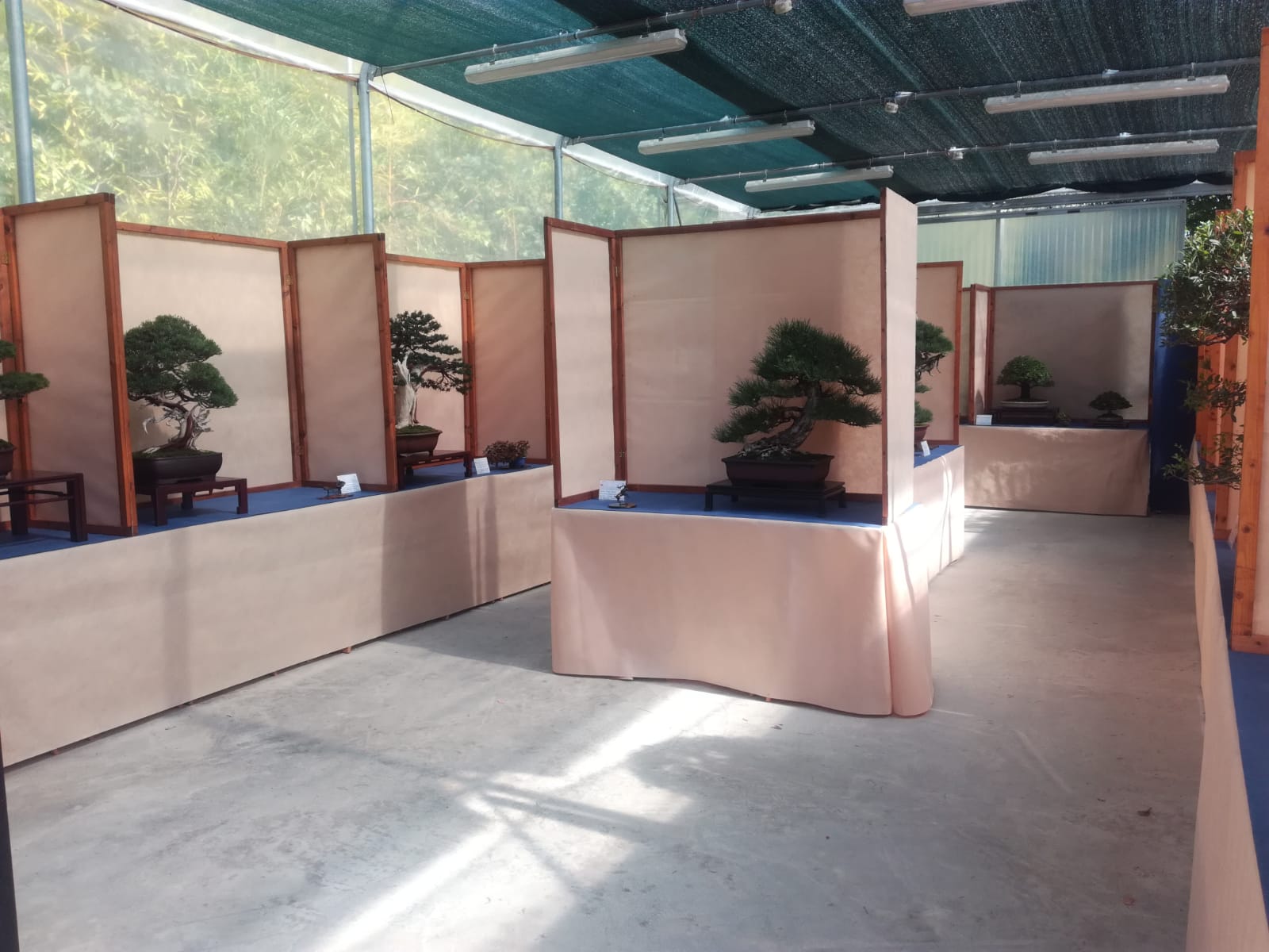 tokonoma roma bonsai 2022
