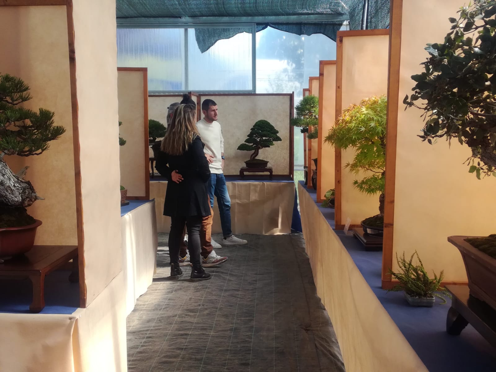 visita mostra bonsai roma