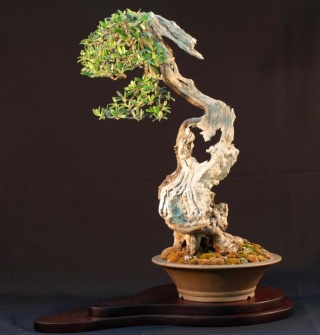 Forum Bonsai a Roma