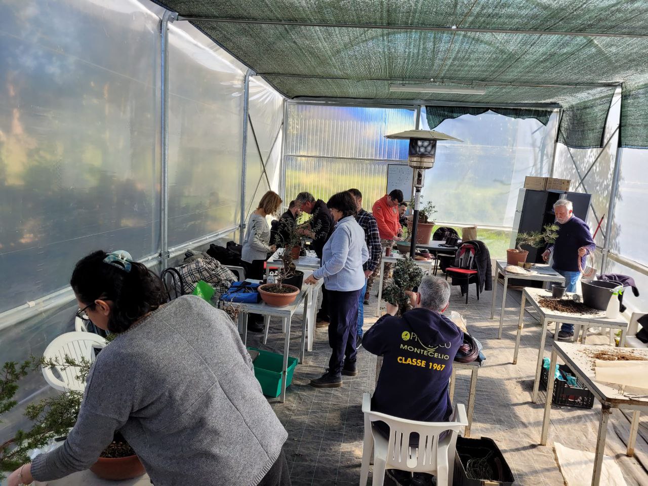 Imparare a coltivare un Bonsai a Roma