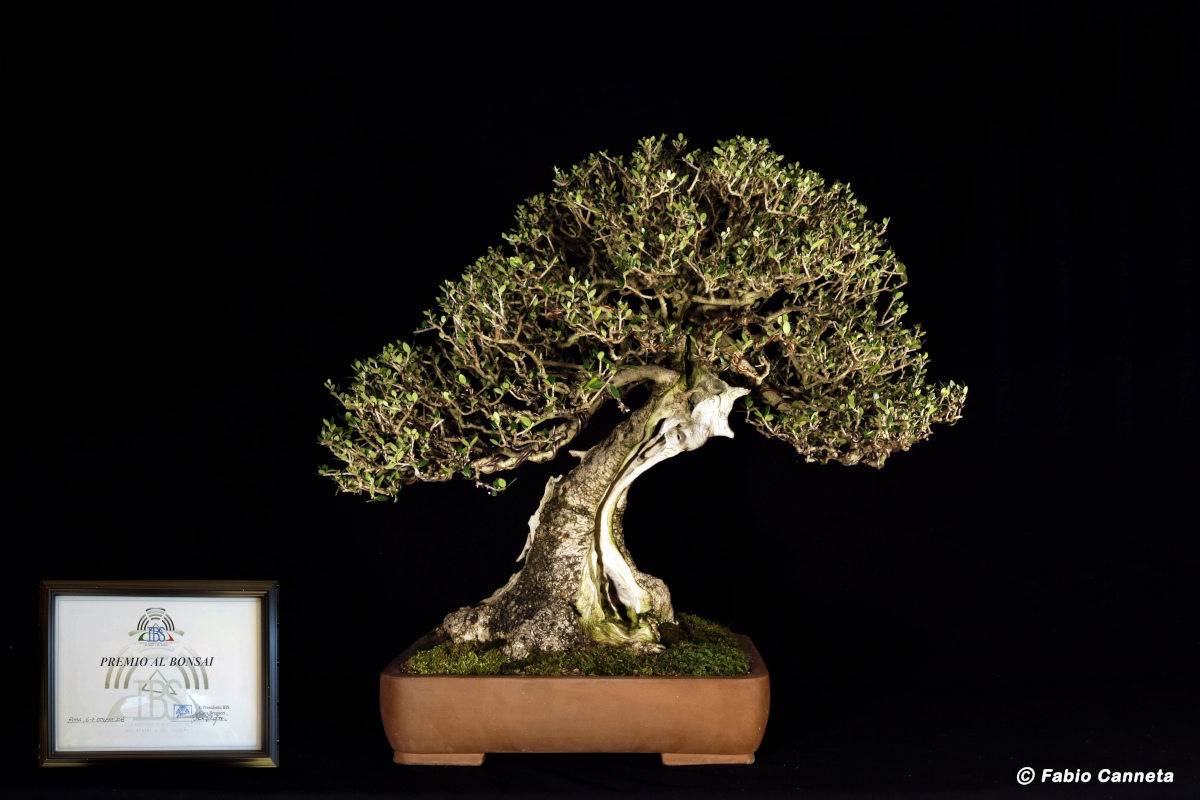 Reportage: XI Mostra Bonsai e Suiseki a Roma
