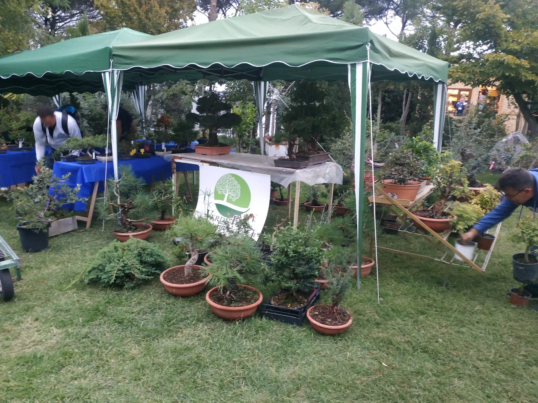 stand mercatino Roma Bonsai 2022 stand mercatino Roma Bonsai 2022