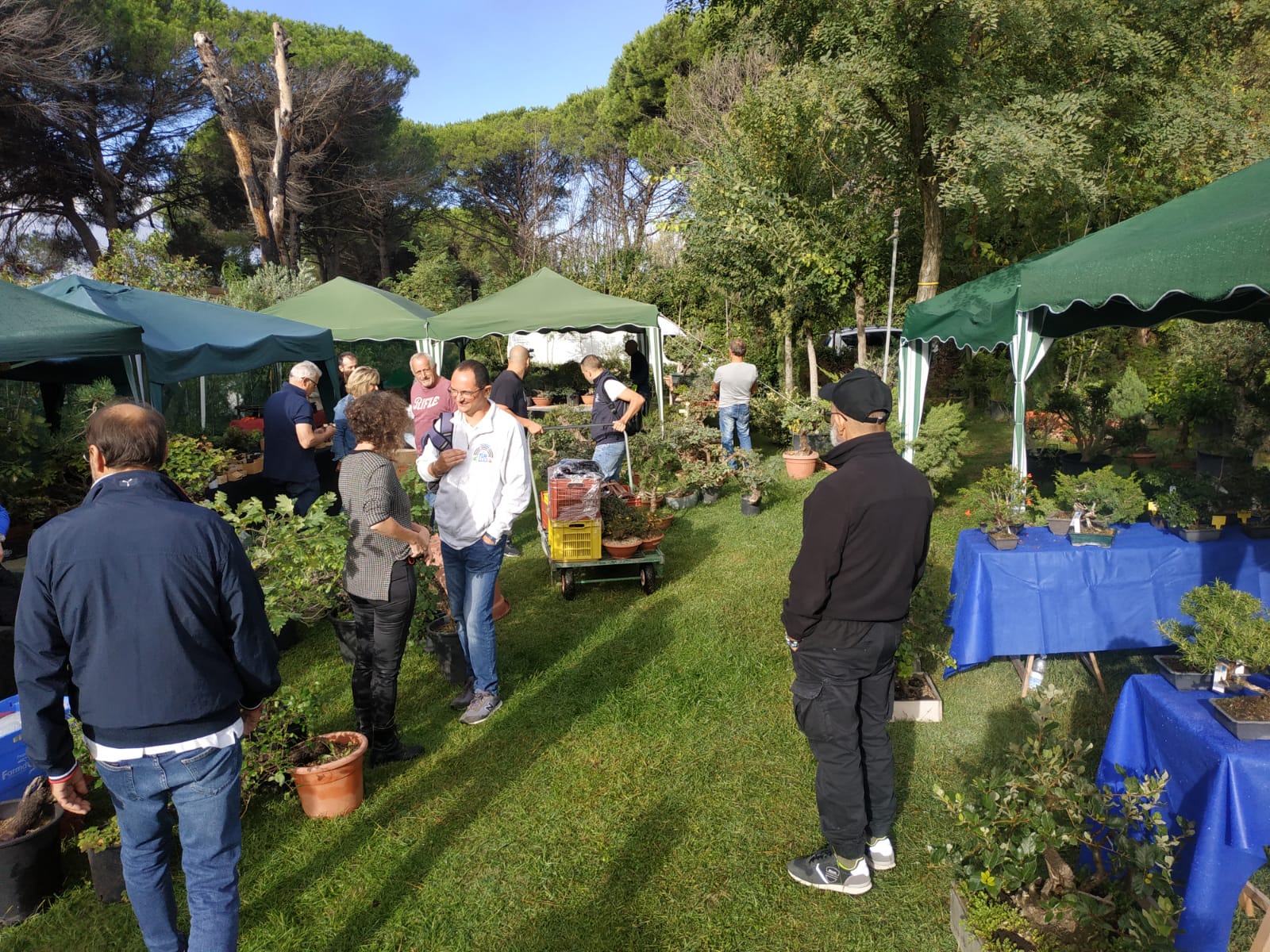 gazebo mercatino Roma Bonsai 2022