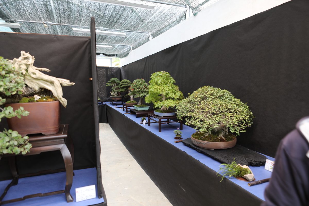 Reportage Mostra Bonsai d’Autunno 2024